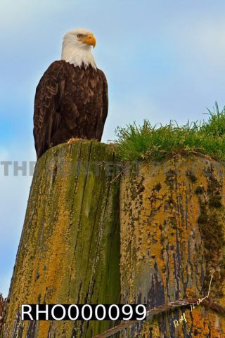 Link to Photo | Bald Eagle, digital photography, eagle, wildlife, bird of prey, North America, bird, animal, digital color photograph