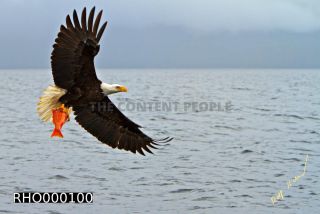 Link to Photo | Bald Eagle, digital photography, eagle, wildlife, bird of prey, North America, bird, animal, digital color photograph