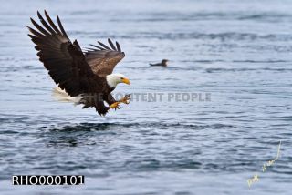 Link to Photo | Bald Eagle, digital photography, eagle, wildlife, bird of prey, North America, bird, animal, digital color photograph