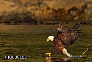 Link to Photo | Bald Eagle, digital photography, eagle, wildlife, bird of prey, North America, bird, animal, digital color photograph