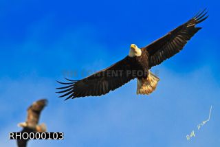 Link to Photo | Bald Eagle, digital photography, eagle, wildlife, bird of prey, North America, bird, animal, digital color photograph