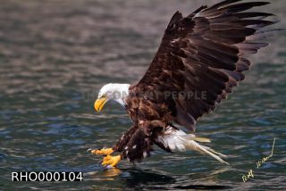 Link to Photo | Bald Eagle, digital photography, eagle, wildlife, bird of prey, North America, bird, animal, digital color photograph