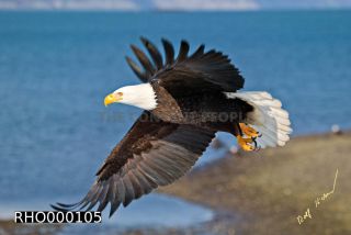 Link to Photo | Bald Eagle, digital photography, eagle, wildlife, bird of prey, North America, bird, animal, digital color photograph