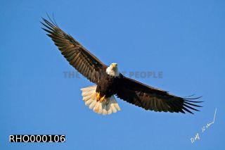 Link to Photo | Bald Eagle, digital photography, eagle, wildlife, bird of prey, North America, bird, animal, digital color photograph