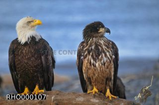 Link to Photo | Bald Eagle, digital photography, eagle, wildlife, bird of prey, North America, bird, animal, digital color photograph