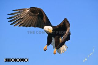 Link to Photo | Bald Eagle, digital photography, eagle, wildlife, bird of prey, North America, bird, animal, digital color photograph