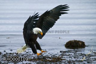 Link to Photo | Bald Eagle, digital photography, eagle, wildlife, bird of prey, North America, bird, animal, digital color photograph
