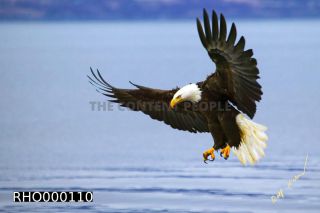 Link to Photo | Bald Eagle, digital photography, eagle, wildlife, bird of prey, North America, bird, animal, digital color photograph