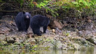 Link to Video | fauna, mammal, Ursus americanus, Canada, digital photography, British Columbia, wildlife, predator, bear, North America, animal, nature, wildlife observation, wildlife watching