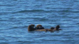 Link to Video | fauna, marine animal, mammal, Canada, sea, Vancouver Island, British Columbia, Lutrinae, lake, wildlife, Carnivora, liquid water, sea otter, critically imperiled, animal, Pacific Ocean