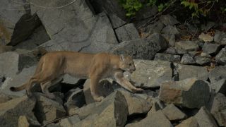 Link to Video | fauna, mammal, autumn, rock, Canada, Vancouver Island, British Columbia, British Columbia, September 2017, wildlife, Felidae, 2017, Carnivora, predator, cougar, North America, Gilford Island, day, nature, digital color photograph