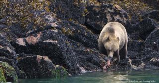Link to Video | mammal, Ursidae, Canada, omnivore, grizzly bear, British Columbia, Carnivora, Wildlife Observation, bear, organism, animal, nature