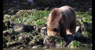 Link to Video | mammal, Ursidae, Canada, omnivore, grizzly bear, British Columbia, Carnivora, Wildlife Observation, bear, organism, animal, nature