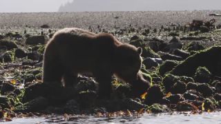 Link to Video | mammal, Ursidae, Canada, omnivore, grizzly bear, British Columbia, Carnivora, Wildlife Observation, bear, organism, animal, nature