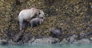 Link to Video | mammal, Ursidae, Canada, omnivore, grizzly bear, British Columbia, Carnivora, Wildlife Observation, bear, organism, animal, nature