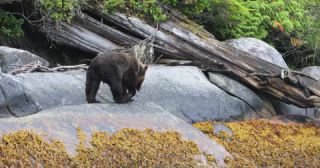 Link to Video | mammal, Ursidae, Canada, omnivore, grizzly bear, British Columbia, Carnivora, Wildlife Observation, bear, organism, animal, nature