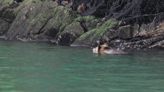 Link to Video | mammal, Ursidae, Canada, omnivore, grizzly bear, British Columbia, Carnivora, Wildlife Observation, bear, organism, animal, nature