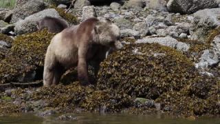 Link to Video | mammal, Ursidae, Canada, omnivore, grizzly bear, British Columbia, Carnivora, Wildlife Observation, bear, organism, animal, nature