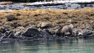 Link to Video | mammal, Ursidae, Canada, omnivore, grizzly bear, British Columbia, Carnivora, Wildlife Observation, bear, organism, animal, nature