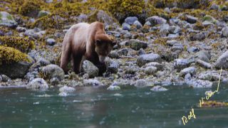 Link to Video | mammal, Ursidae, Canada, omnivore, grizzly bear, British Columbia, Carnivora, Wildlife Observation, bear, organism, animal, nature