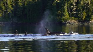 Link to Video | fauna, mammal, Western Canada, whale watching, Odontoceti, Canada, sea, Vancouver Island, whale, British Columbia, wildlife, Carnivora, orca, predator, liquid water, marine mammal, North America, animal, wildlife observation, digital color photograph, wildlife watching, Pacific Ocean