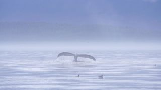 Link to Video | fauna, Western Canada, humpback whale, whale watching, sea, Mysticeti, Vancouver Island, whale, British Columbia, British Columbia, wildlife, liquid water, marine mammal, North America, habitat, organism, animal, nature, wildlife observation, digital color photograph, wildlife watching, Pacific Ocean