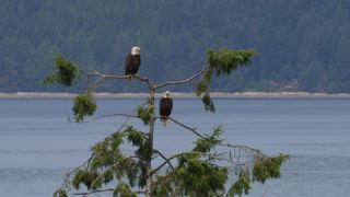 Link to Video | Bald Eagle, digital photography, eagle, wildlife, bird of prey, North America, bird, animal, digital color photograph