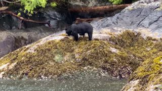 Link to Video | fauna, mammal, Ursus americanus, Canada, digital photography, British Columbia, wildlife, predator, bear, North America, animal, nature, wildlife observation, wildlife watching
