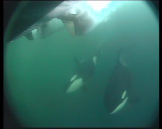 Link to Video | fauna, mammal, Western Canada, whale watching, Odontoceti, raw material, Canada, sea, Vancouver Island, digital video, whale, raw material, British Columbia, 4:3, color, wildlife, Carnivora, orca, predator, liquid water, subaquaria, DV, marine mammal, North America, underwater photography, Rohfilm, animal, wildlife observation, digital color photograph, wildlife watching, Pacific Ocean