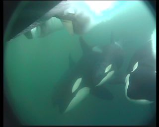 Link to Video | fauna, mammal, Western Canada, whale watching, Odontoceti, raw material, Canada, sea, Vancouver Island, digital video, whale, raw material, British Columbia, 4:3, color, wildlife, Carnivora, orca, predator, liquid water, subaquaria, DV, marine mammal, North America, underwater photography, Rohfilm, animal, wildlife observation, digital color photograph, wildlife watching, Pacific Ocean
