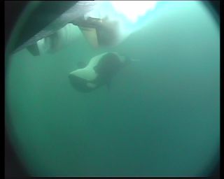 Link to Video | fauna, mammal, Western Canada, whale watching, Odontoceti, raw material, Canada, sea, Vancouver Island, digital video, whale, raw material, British Columbia, 4:3, color, wildlife, Carnivora, orca, predator, liquid water, subaquaria, DV, marine mammal, North America, underwater photography, Rohfilm, animal, wildlife observation, digital color photograph, wildlife watching, Pacific Ocean