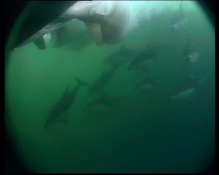 Link to Video | marine animal, mammal, Odontoceti, conviviality, Canada, sea, Vancouver Island, digital video, whale, British Columbia, herd, 4:3, Delphinidae, Pacific white-sided dolphin, subaquaria, DV, marine mammal, underwater photography, animal, dolphin, ocean, Pacific Ocean