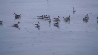 Link to Video | Western Canada, Canada, water surface, Vancouver Island, British Columbia, birds, swimming, animal
