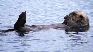 Link to Video | fauna, marine animal, mammal, Canada, sea, Vancouver Island, British Columbia, Lutrinae, lake, wildlife, Carnivora, liquid water, sea otter, critically imperiled, animal, Pacific Ocean