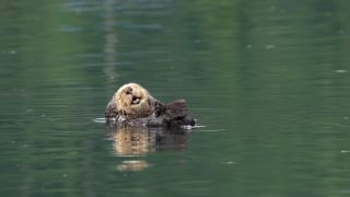 Link to Video | fauna, marine animal, mammal, Canada, sea, Vancouver Island, British Columbia, Lutrinae, lake, wildlife, Carnivora, liquid water, sea otter, critically imperiled, animal, Pacific Ocean