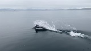 Link to Video
