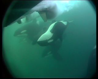 Link to Video | fauna, mammal, Western Canada, whale watching, Odontoceti, raw material, Canada, sea, Vancouver Island, digital video, whale, raw material, British Columbia, 4:3, color, wildlife, Carnivora, orca, predator, liquid water, subaquaria, DV, marine mammal, North America, underwater photography, Rohfilm, animal, wildlife observation, digital color photograph, wildlife watching, Pacific Ocean