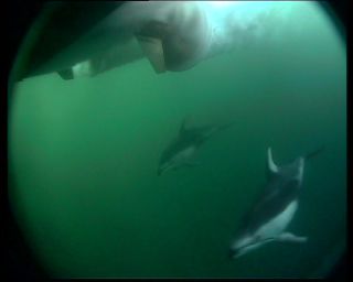 Link to Video | marine animal, mammal, Odontoceti, conviviality, Canada, sea, Vancouver Island, digital video, whale, British Columbia, herd, 4:3, Delphinidae, Pacific white-sided dolphin, subaquaria, DV, marine mammal, underwater photography, animal, dolphin, ocean, Pacific Ocean