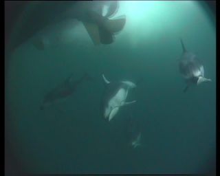 Link to Video | marine animal, mammal, Odontoceti, conviviality, Canada, sea, Vancouver Island, digital video, whale, British Columbia, herd, 4:3, Delphinidae, Pacific white-sided dolphin, subaquaria, DV, marine mammal, underwater photography, animal, dolphin, ocean, Pacific Ocean