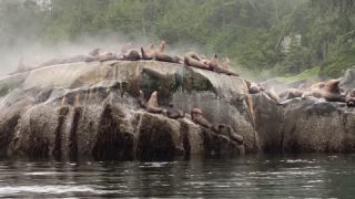 Link to Video | Western Canada, Canada, British Columbia, wildlife, Carnivora, Pinnipedia, marine mammal, sea lion, Eumetopias jubatus, Steller's sea lion, animal, nature