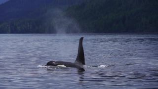 Link to Video | fauna, mammal, Western Canada, whale watching, Odontoceti, Canada, sea, Vancouver Island, whale, British Columbia, wildlife, Carnivora, orca, predator, liquid water, marine mammal, North America, animal, wildlife observation, digital color photograph, wildlife watching, Pacific Ocean