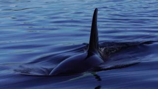 Link to Video | fauna, mammal, Western Canada, whale watching, Odontoceti, Canada, sea, Vancouver Island, whale, British Columbia, wildlife, Carnivora, orca, predator, liquid water, marine mammal, North America, animal, wildlife observation, digital color photograph, wildlife watching, Pacific Ocean