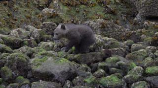 Link to Video | mammal, Ursidae, Canada, omnivore, grizzly bear, British Columbia, Carnivora, Wildlife Observation, bear, organism, animal, nature