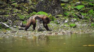 Link to Video | mammal, Ursidae, Canada, omnivore, grizzly bear, British Columbia, Carnivora, Wildlife Observation, bear, organism, animal, nature