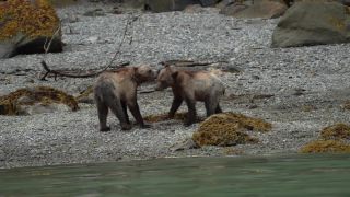 Link to Video | mammal, Ursidae, Canada, omnivore, grizzly bear, British Columbia, Carnivora, Wildlife Observation, bear, organism, animal, nature