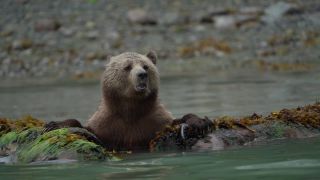 Link to Video | mammal, Ursidae, Canada, omnivore, grizzly bear, British Columbia, Carnivora, Wildlife Observation, bear, organism, animal, nature