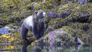 Link to Video | mammal, Ursidae, Canada, omnivore, grizzly bear, British Columbia, Carnivora, Wildlife Observation, bear, organism, animal, nature