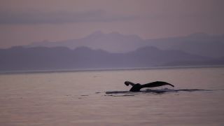 Link to Video | fauna, Western Canada, humpback whale, whale watching, sea, Mysticeti, Vancouver Island, whale, British Columbia, British Columbia, wildlife, liquid water, marine mammal, North America, habitat, organism, animal, nature, wildlife observation, digital color photograph, wildlife watching, Pacific Ocean