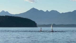 Link to Video | fauna, Western Canada, humpback whale, whale watching, sea, Mysticeti, Vancouver Island, whale, British Columbia, British Columbia, wildlife, liquid water, marine mammal, North America, habitat, organism, animal, nature, wildlife observation, digital color photograph, wildlife watching, Pacific Ocean