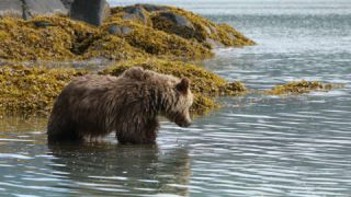 Link to Video | mammal, Ursidae, Canada, omnivore, grizzly bear, British Columbia, Carnivora, Wildlife Observation, bear, organism, animal, nature